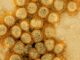 New COVID variant swiftly gains ground in US; concern looms for summer wave