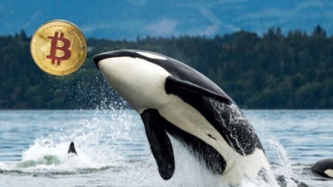 Galaxy Digital sends over 10,000 Bitcoin from Satoshi-era stash to exchanges