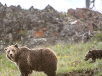 Is It Time to Stop Protecting the Grizzly Bear?