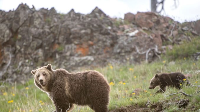 Is It Time to Stop Protecting the Grizzly Bear? Is It Time to Stop Protecting the Grizzly Bear?