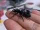 Watch: Cyborg Beetles, Open Source Humanoids, More