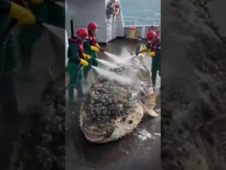 need to help 🙏 #viral #ai #shortvideos #shorts #trending #news #animals #aivideo